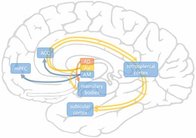 Executive Functions May Predict Outcome in Deep Brain Stimulation of Anterior Nucleus of Thalamus for Treatment of Refractory Epilepsy